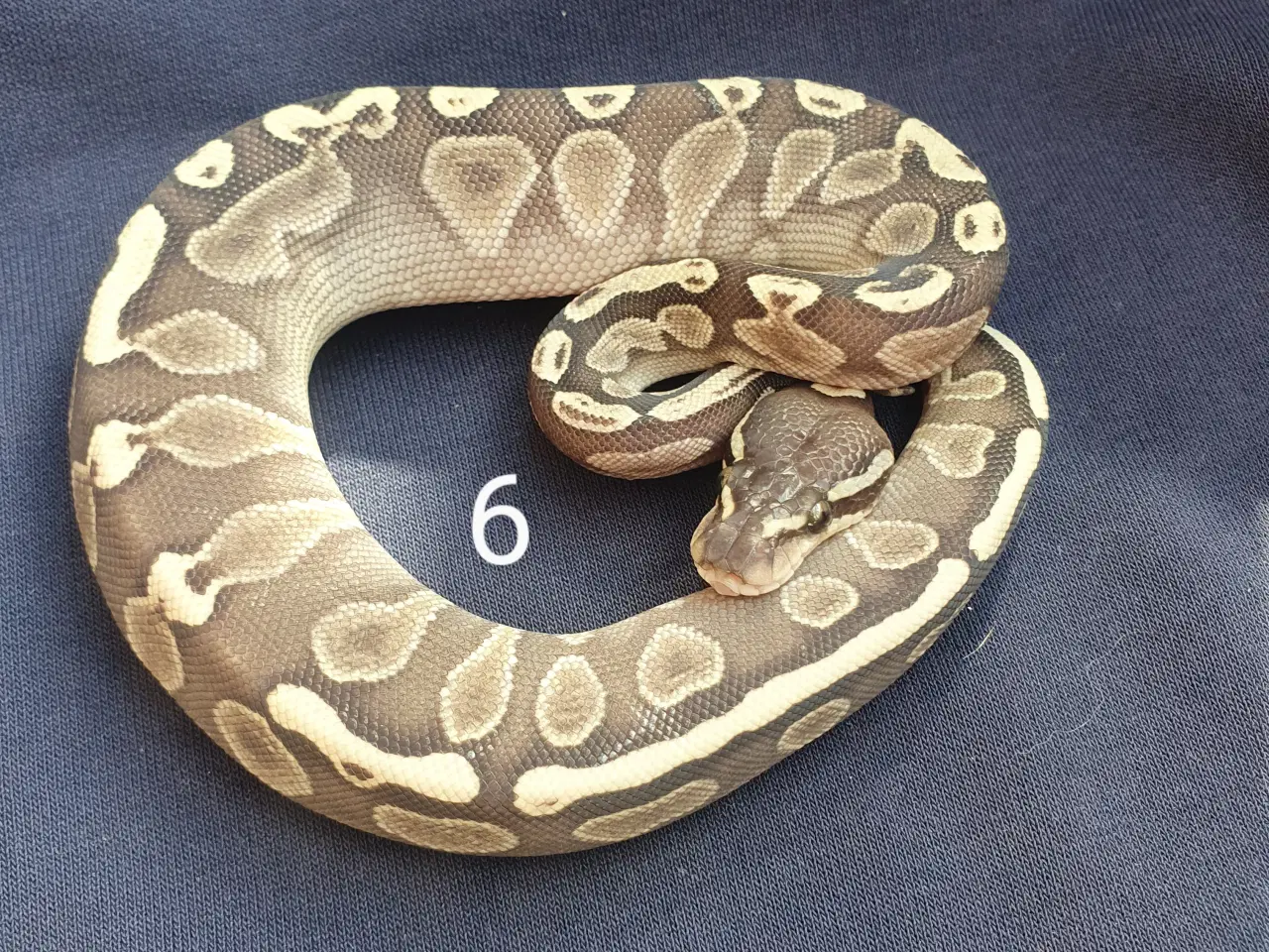 Billede 6 - Kongepython morfer 2025