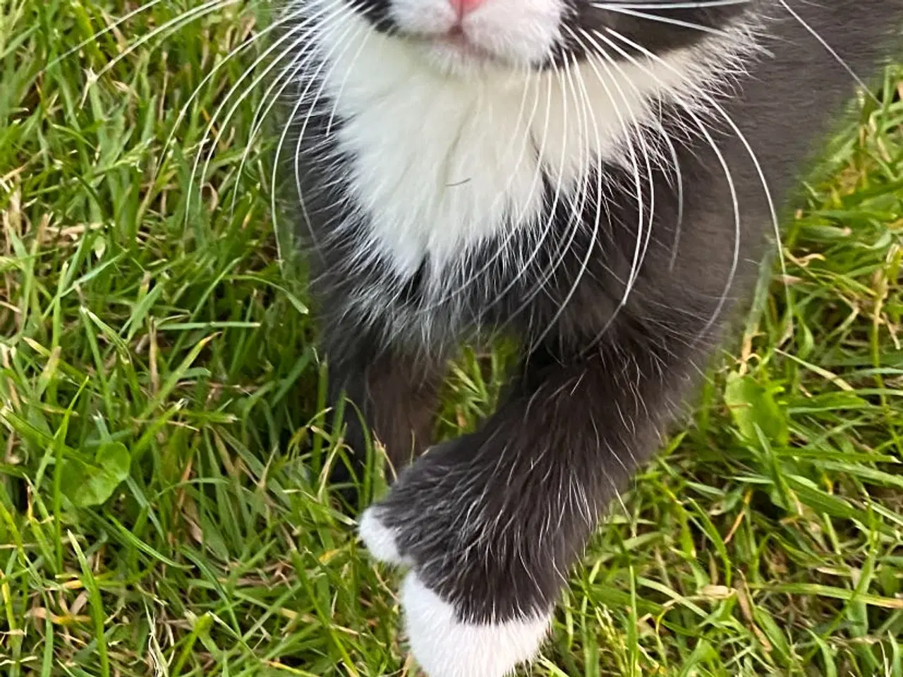 Billede 3 - Polydactyl Maine coon blandinger