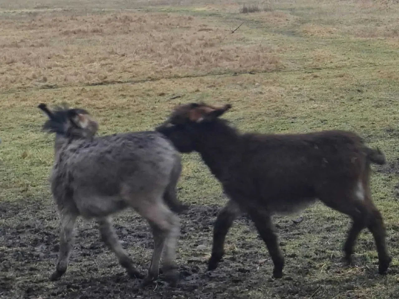 Billede 1 - Æsel føl hingsteføl