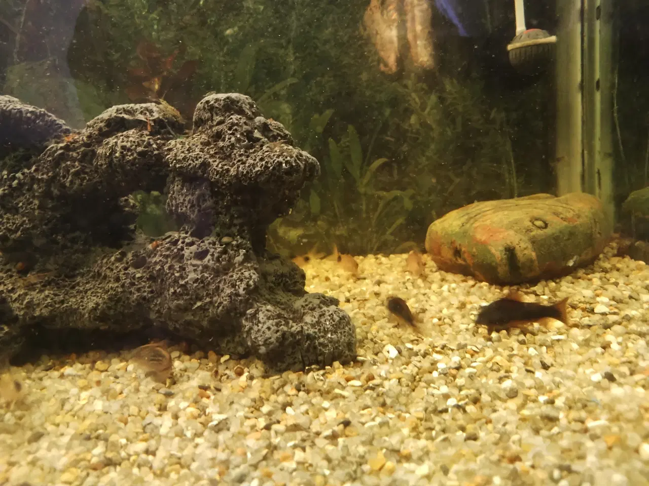 Billede 4 - Ca 50 sugemaller plus 2 akvarier