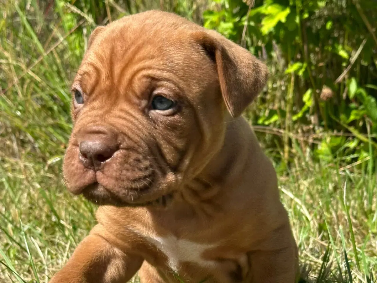 Billede 7 - Hvalpe Cane Corso/Douge de Bordeaux 