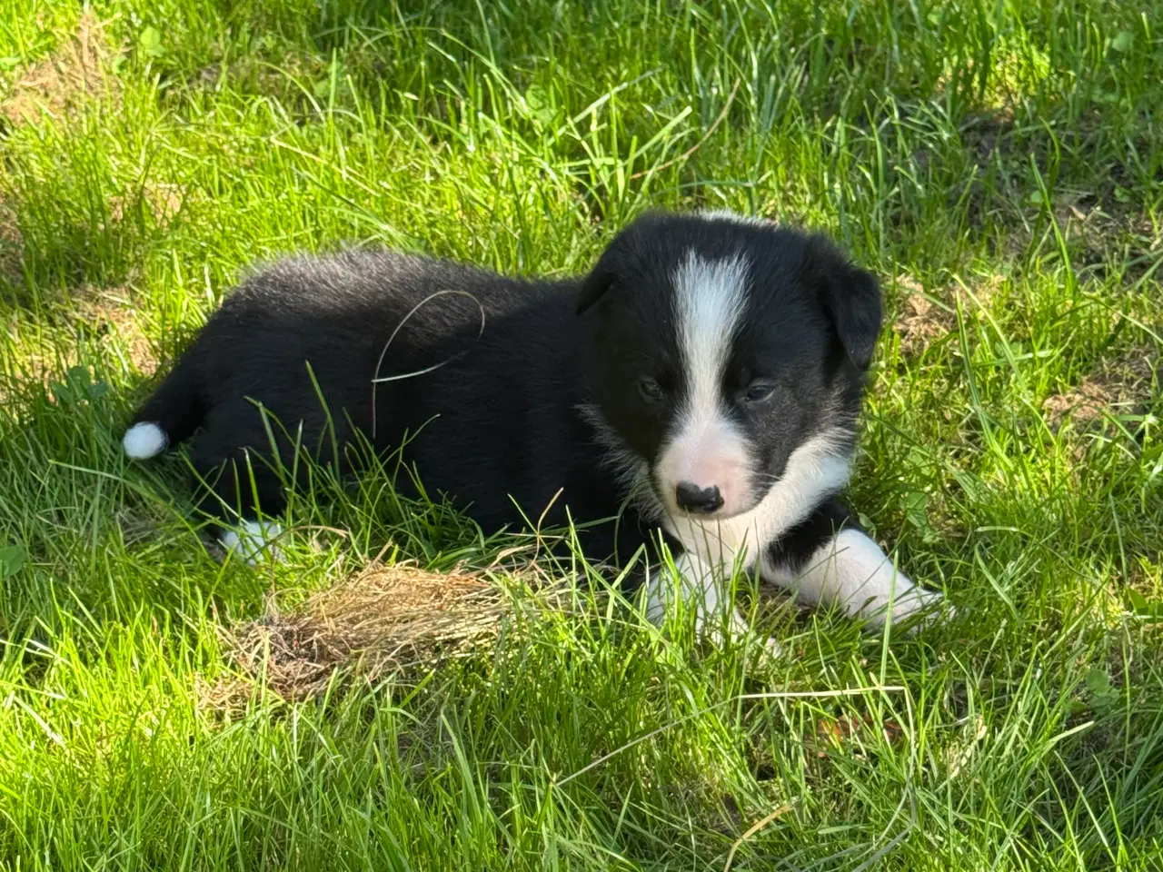 Billede 2 - Border Collie hvalpe