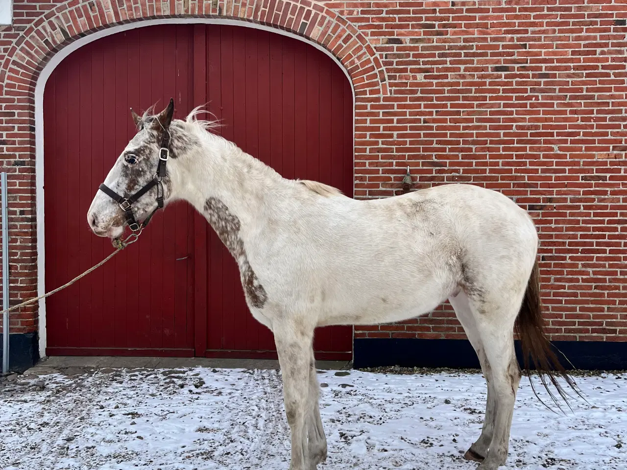 Billede 11 - Western hest, vallak, Pinewood Thunder