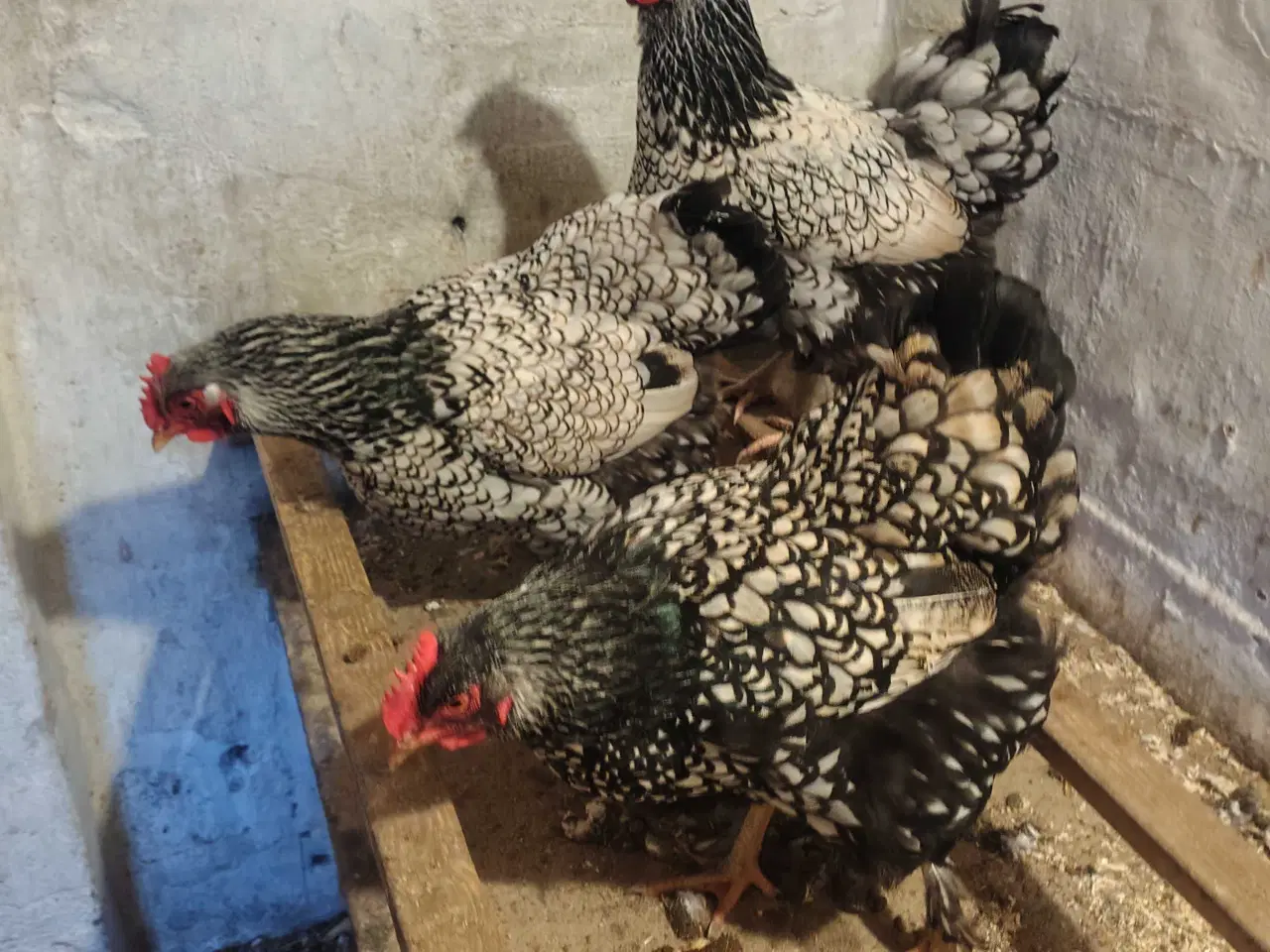 Billede 5 - Store høns