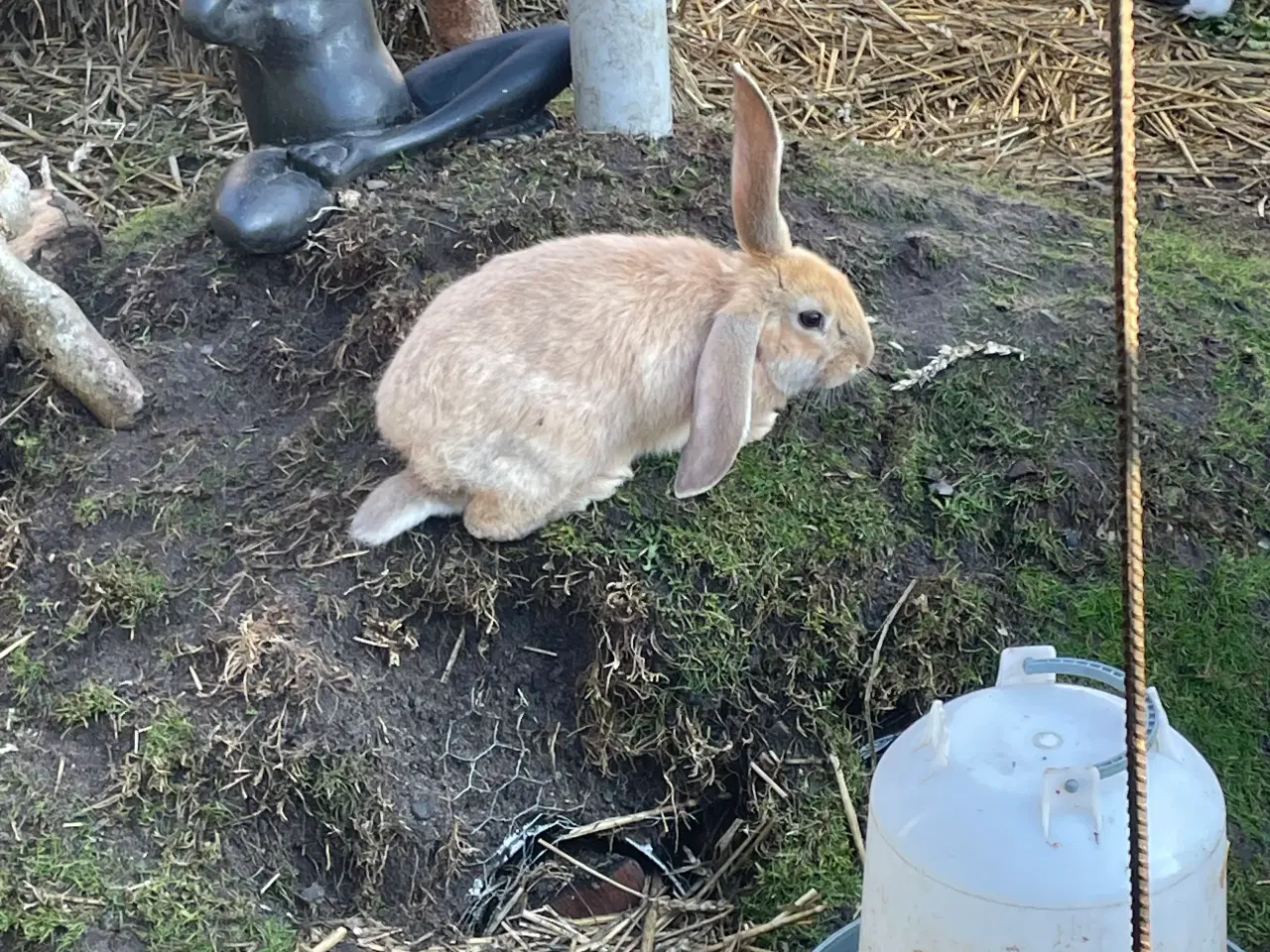 Billede 1 - Franskvædder/ begiskkæmpe unger