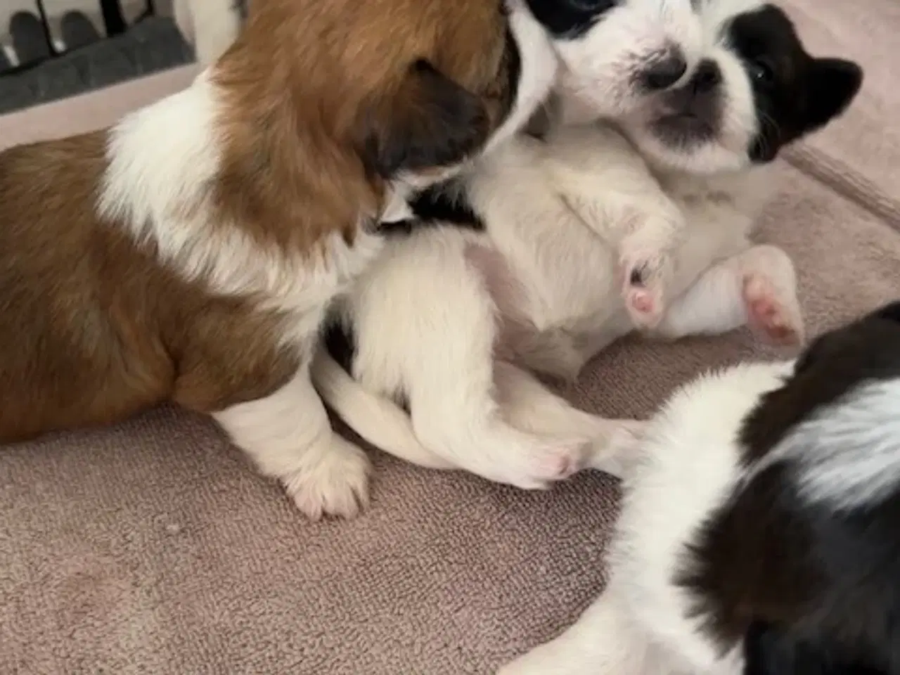 Billede 4 - Bichon Havanais-Jack Russel hvalpe