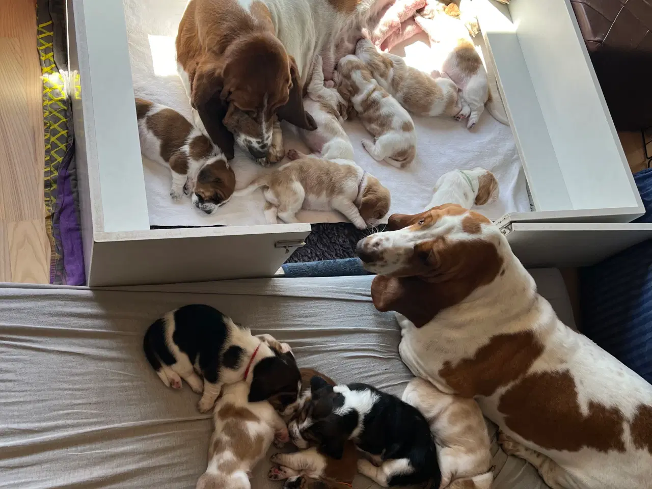Billede 4 - Hvalpekasse fødekasse hund