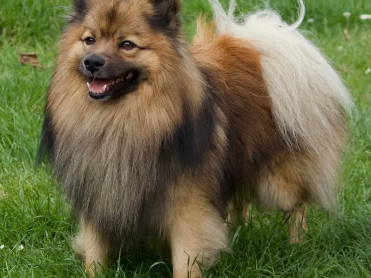 Billede 10 - Skønne Mittelspitz hvalpe søger nyt hjem