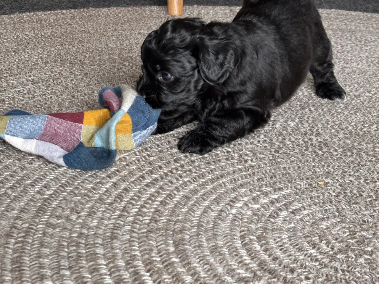 Billede 6 - Skønne Puddelblandinger💗