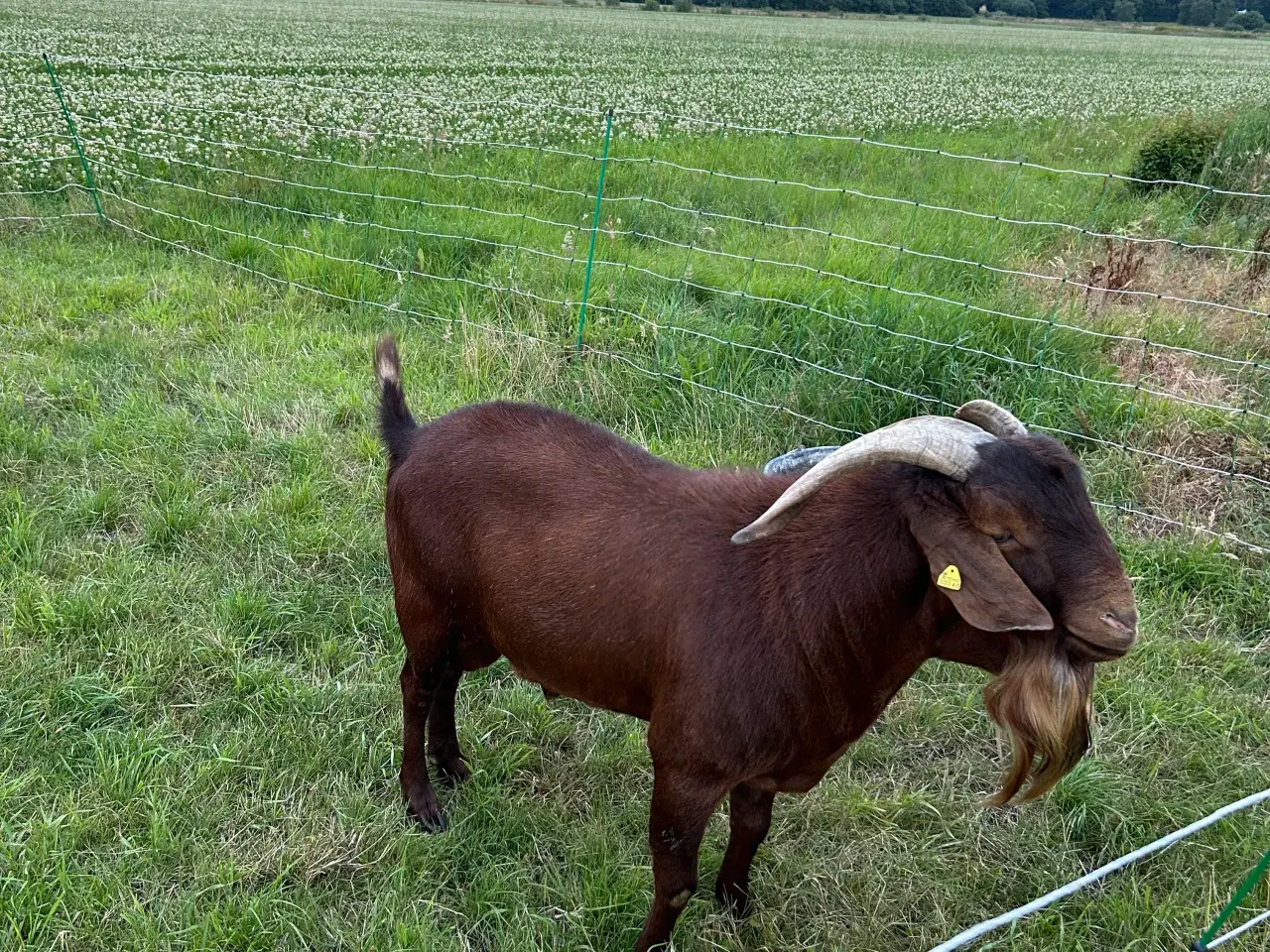 Billede 2 - Boerged 