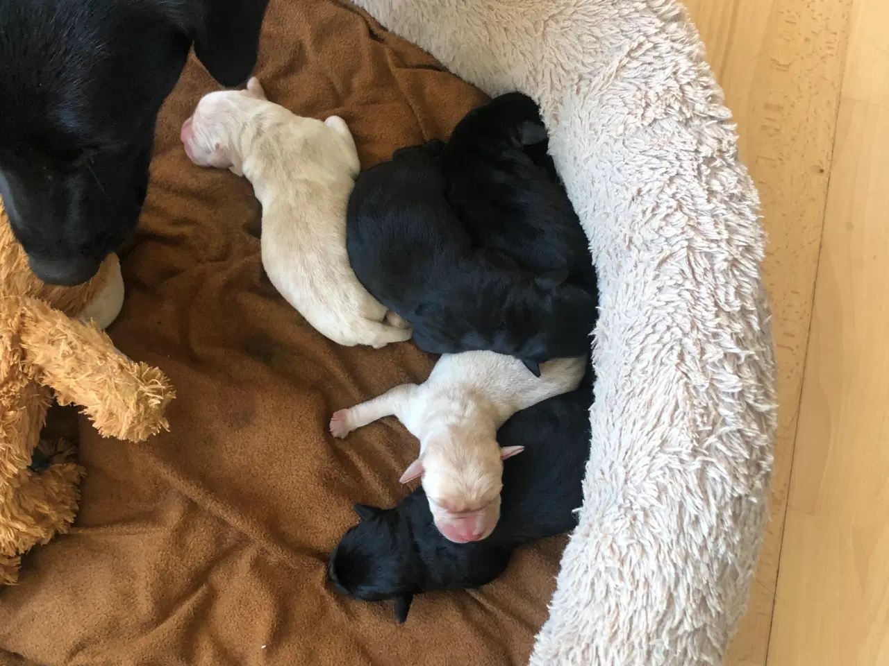 Billede 9 - 5 Perfekte søde små Labrador hvalpe