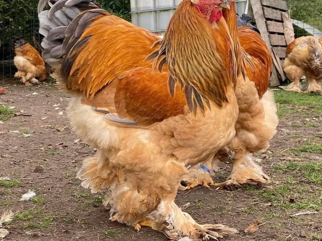 Billede 5 - Brahma rugeæg