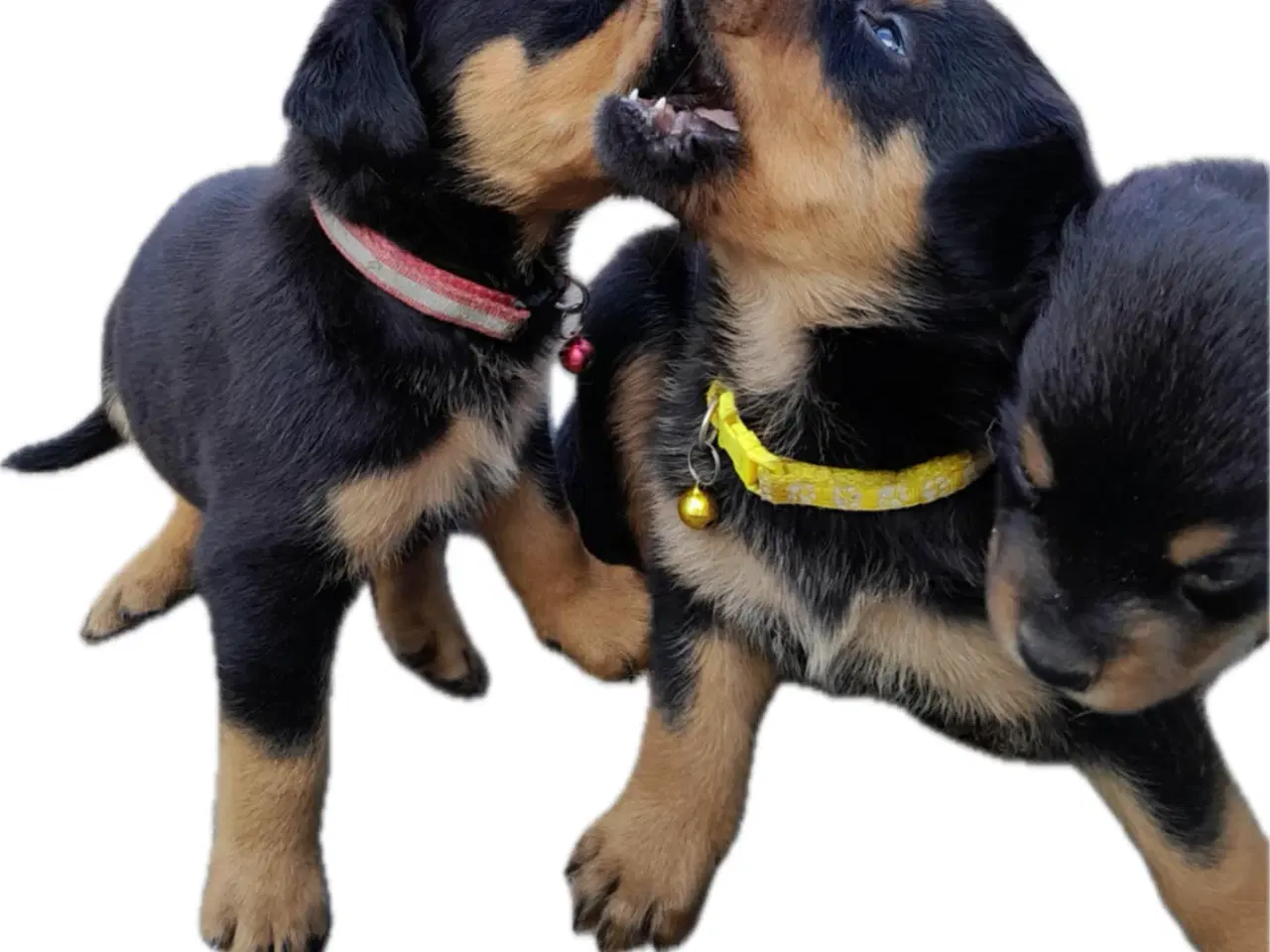 Billede 2 - Rottweiler hvalpe må rejse 20 Juni 2025