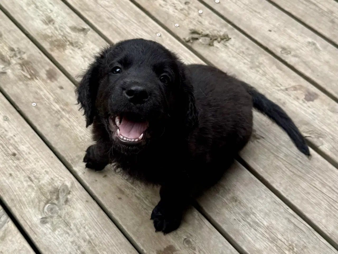 Billede 8 - Gold Retriever blandinger