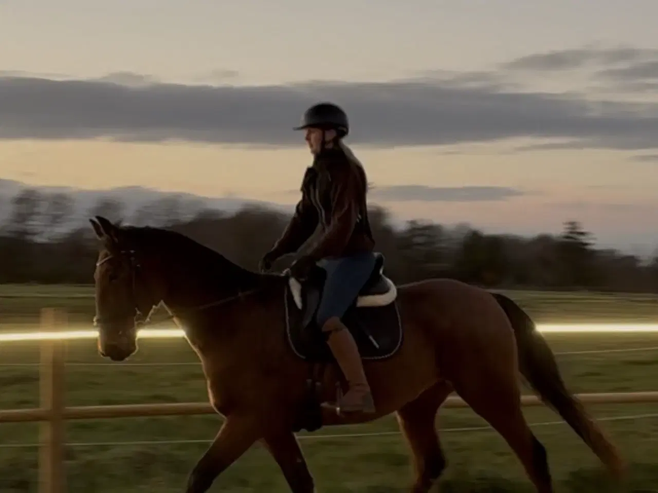 Billede 2 - Sødeste vallak 