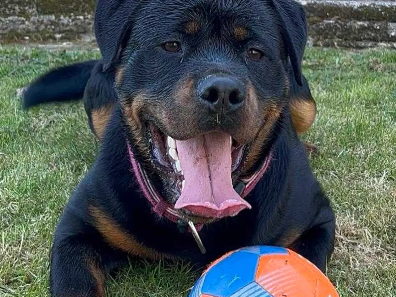 Billede 10 - Rottweiler han 