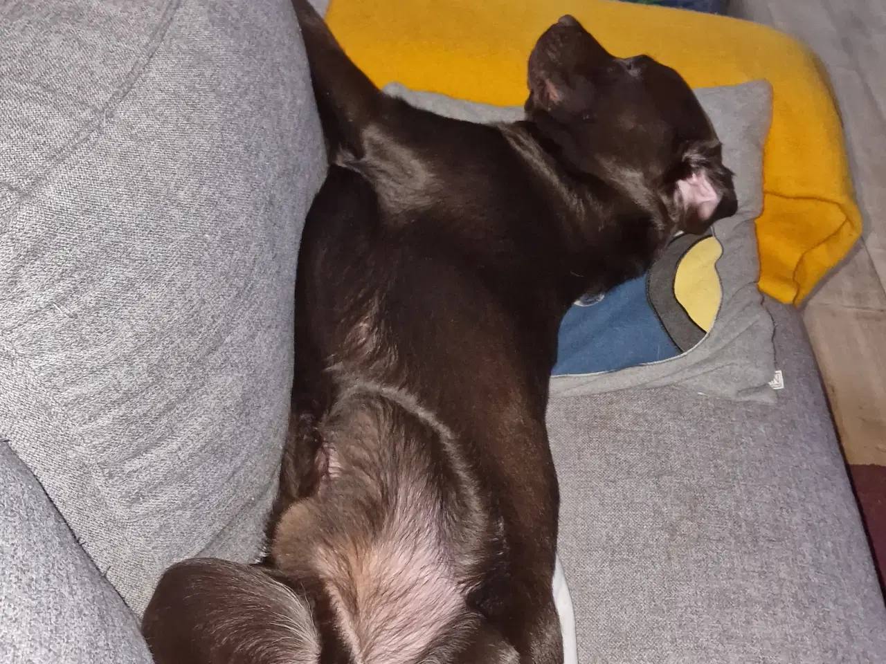 Billede 3 - Labrador