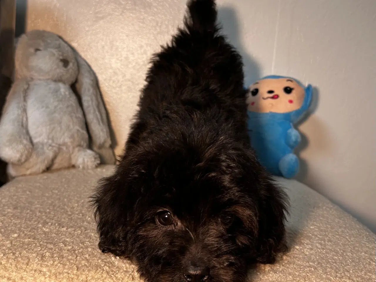 Billede 7 - Cavapoo F2B