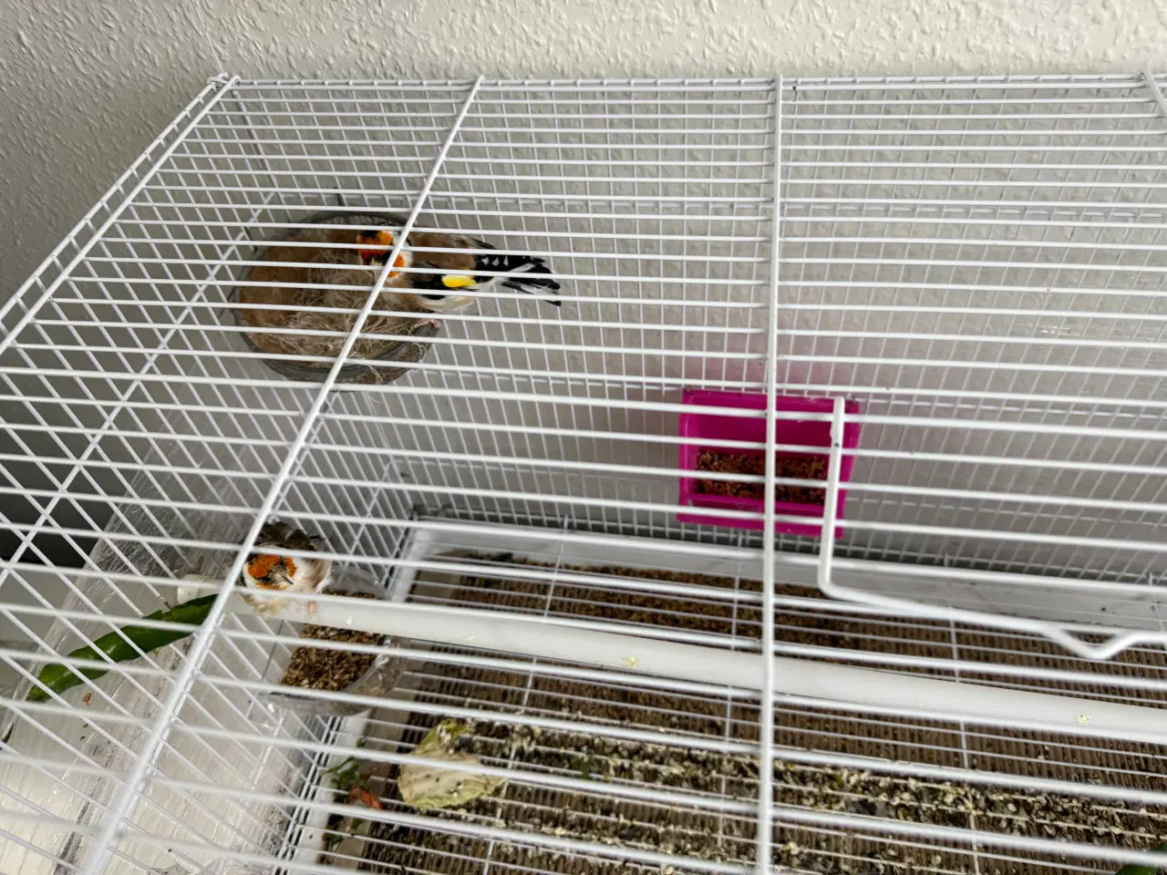 Billede 4 - Stillits