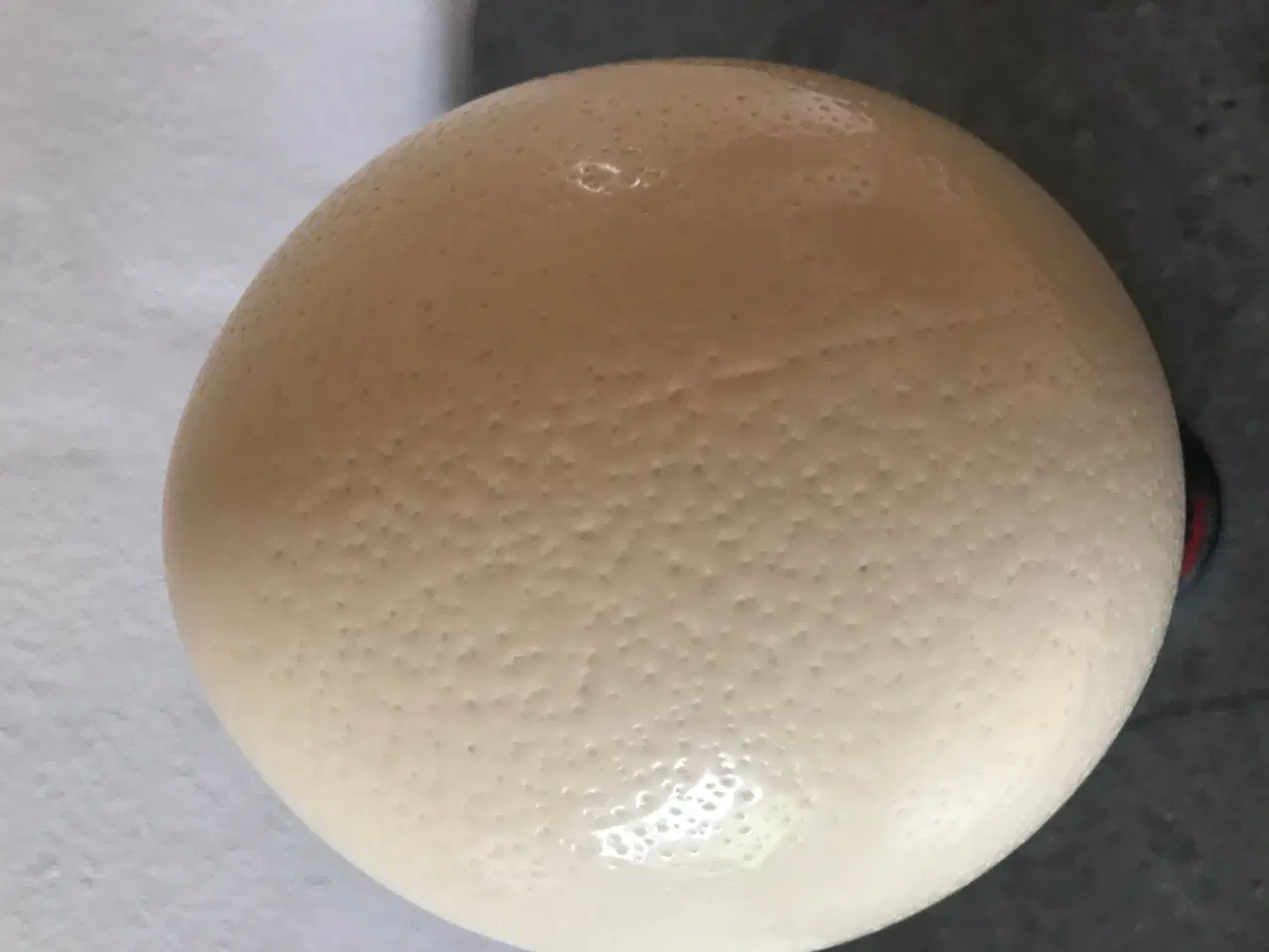 Billede 5 - Udstoppet strudseæg 