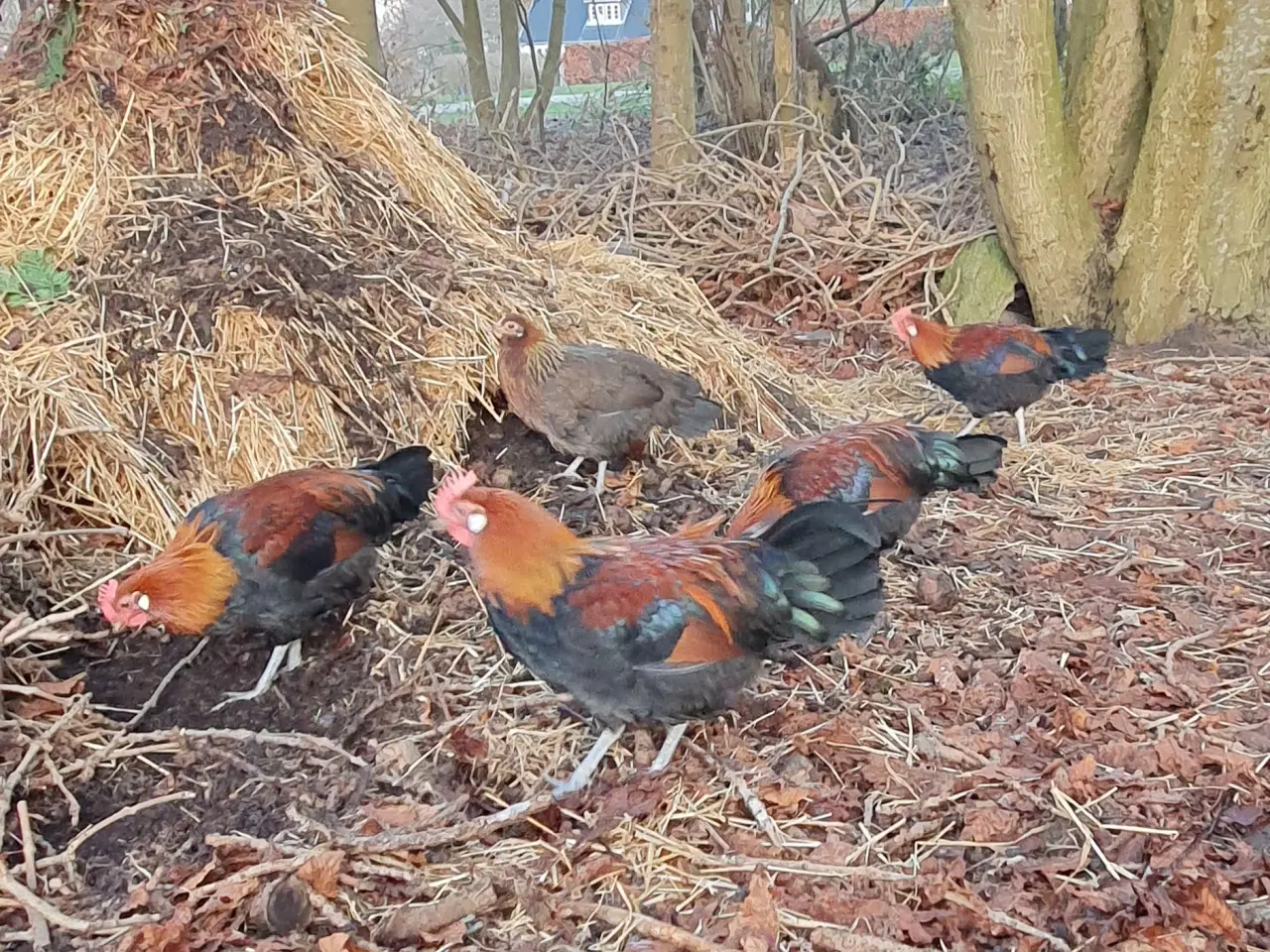 Billede 2 - Hanekyllinger danske landhøns
