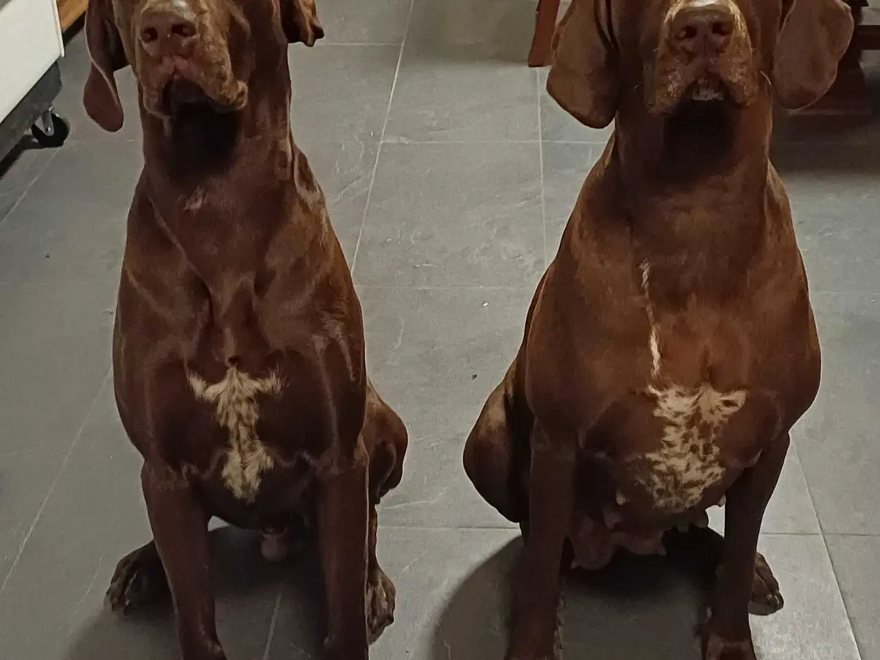 Billede 22 - Tysk korthhåret hønsehund