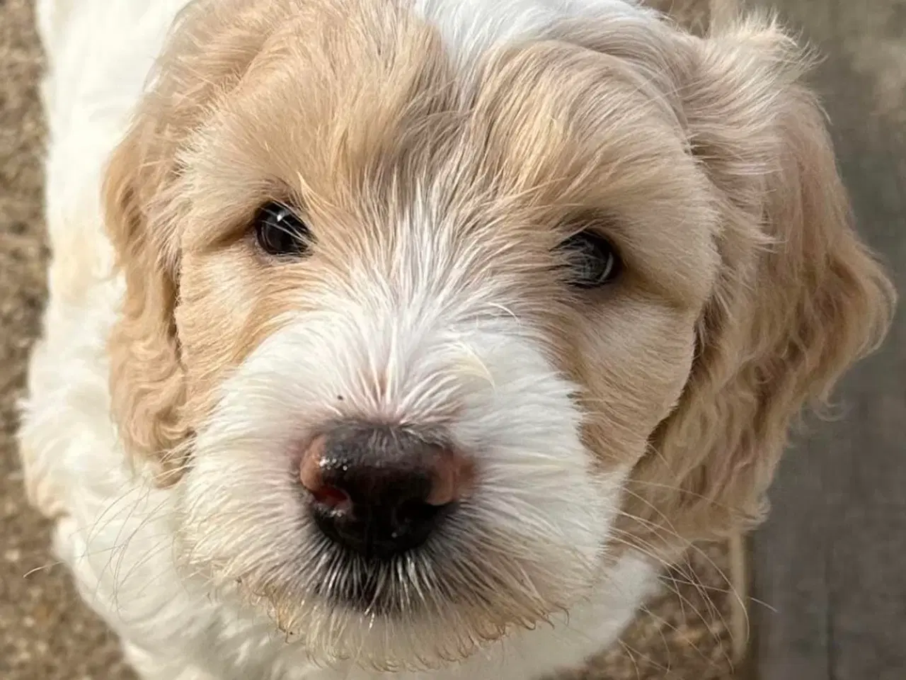 Billede 4 - Labradoodlehvalpe til sommer