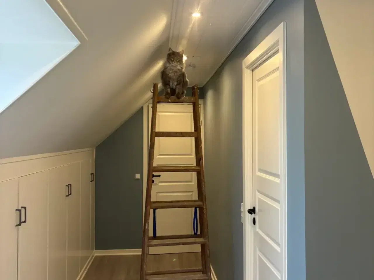 Billede 9 - Frida og Findus søger nyt hjem