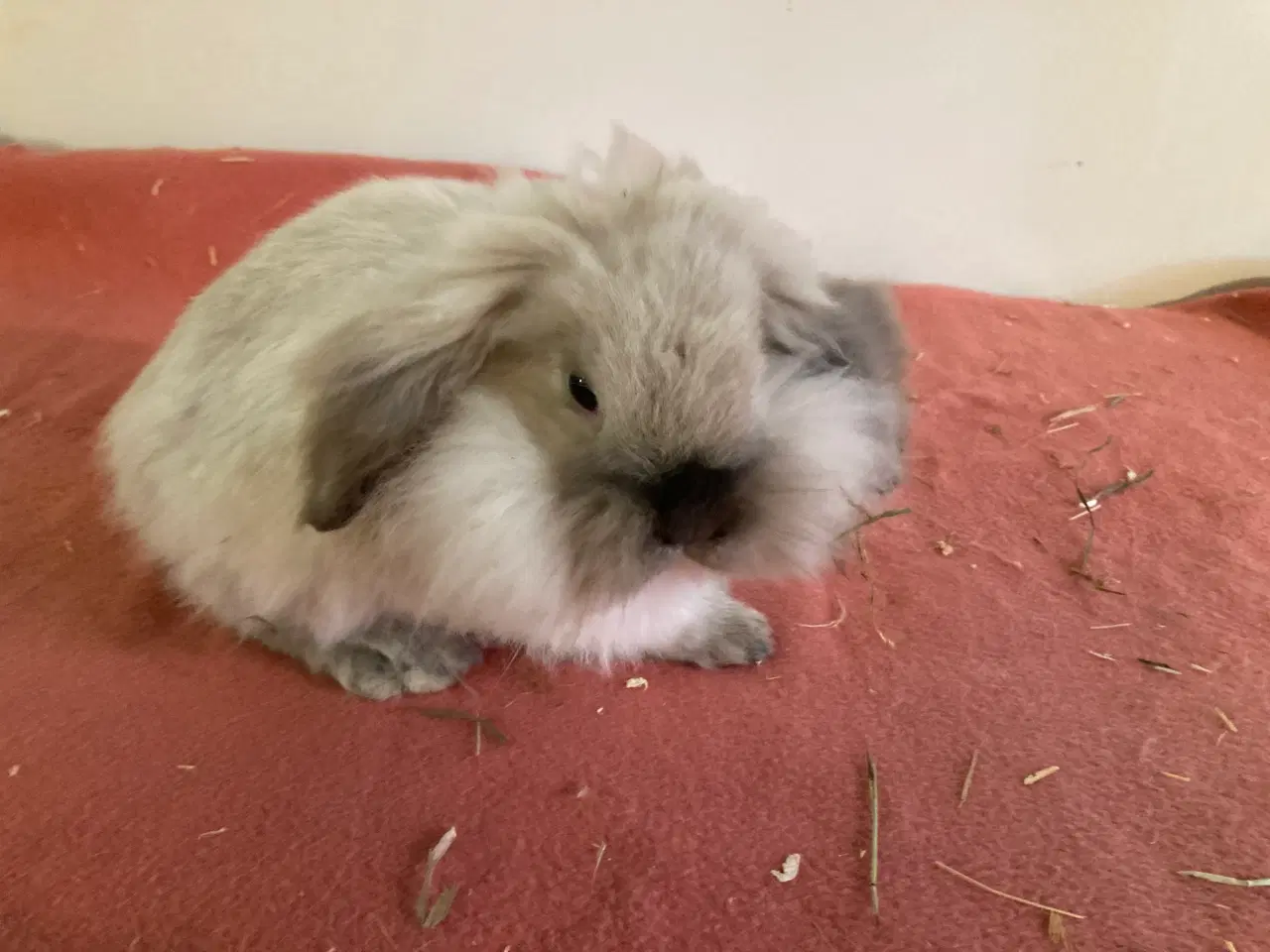 Billede 1 - Sofus på 11 uger er nu Flytteklar