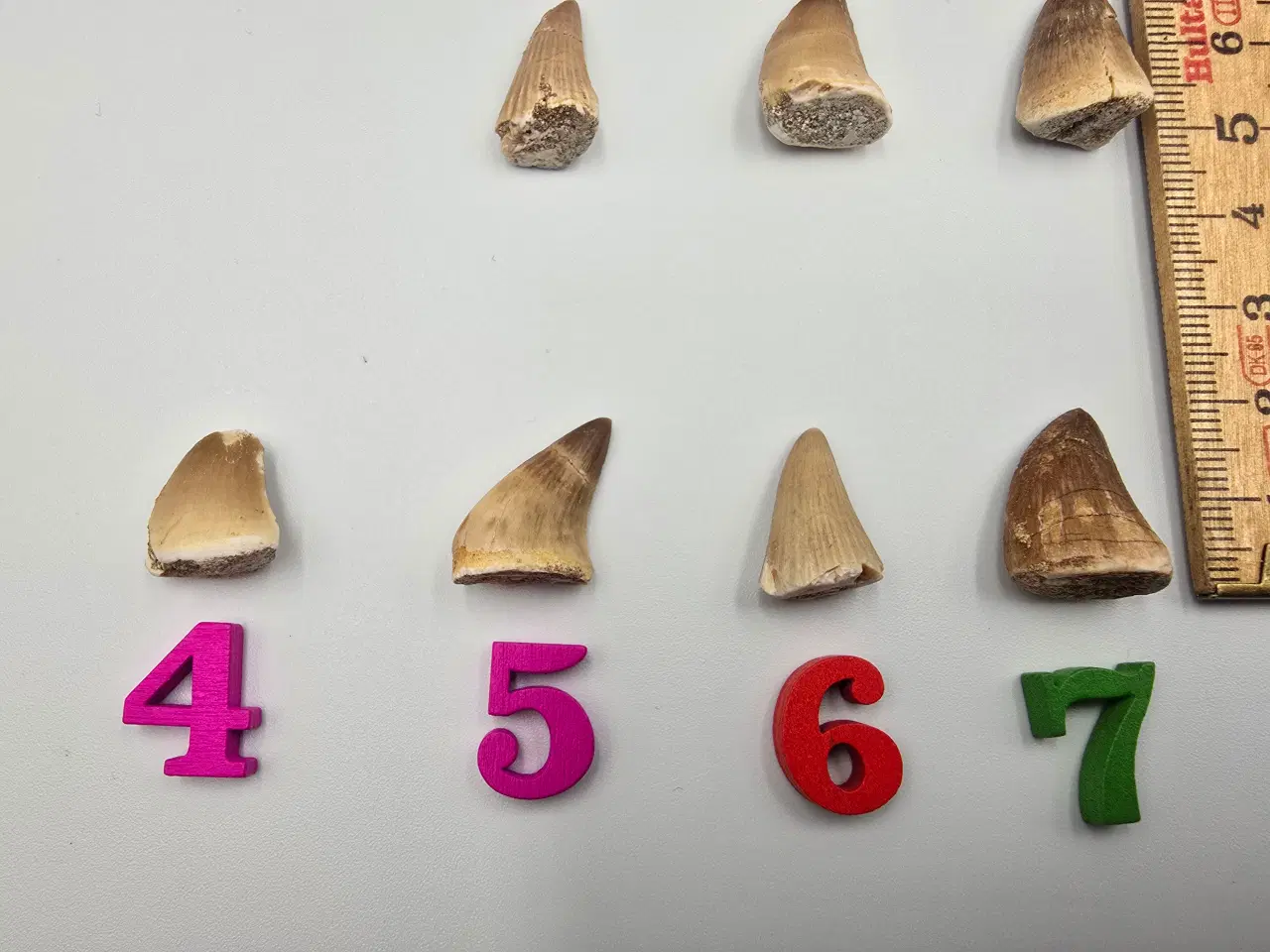 Billede 3 - Forstenede Mosasaur tænder sælges til 60,- pr. stk