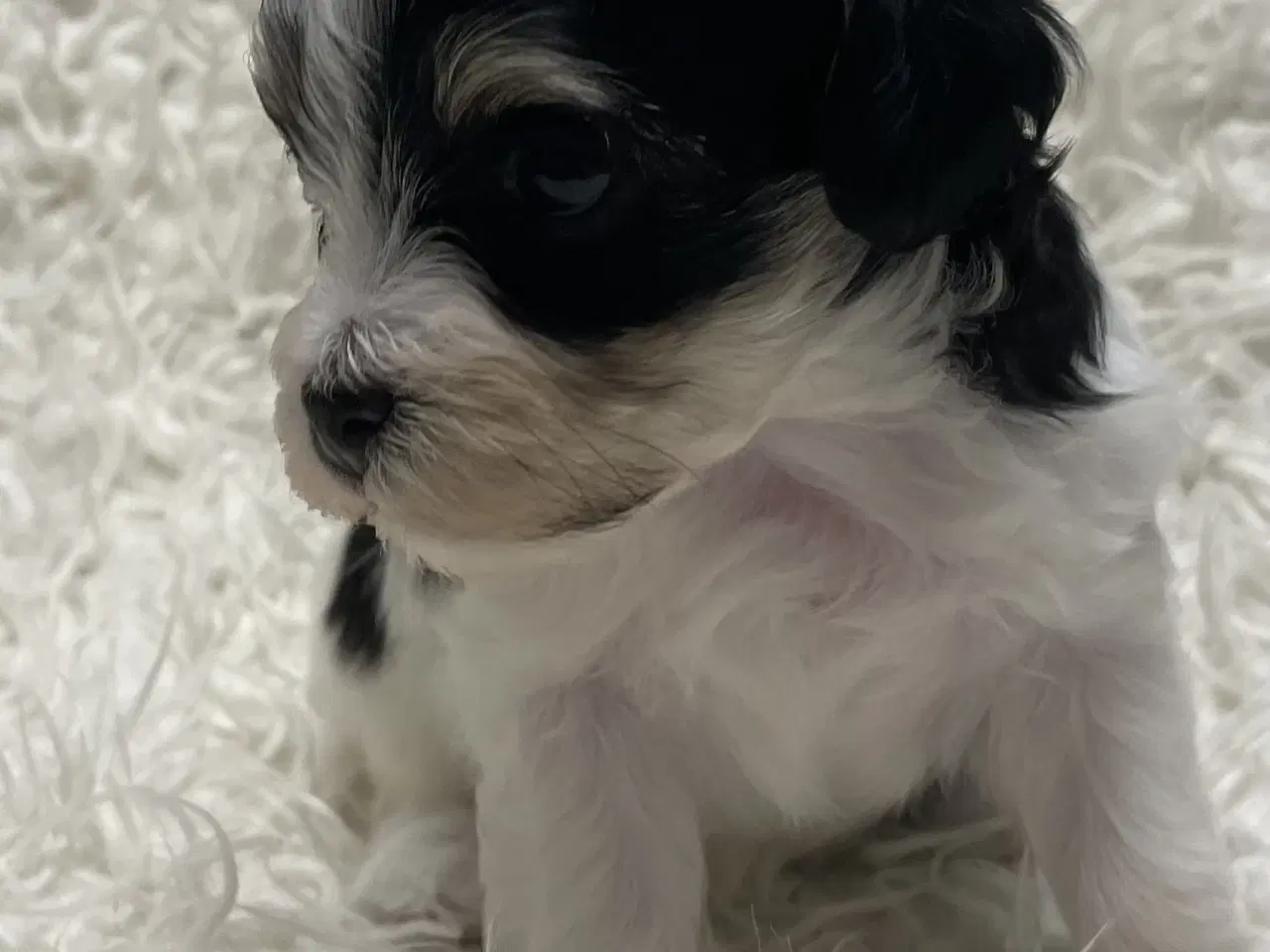 Billede 1 - Skønne plettede Lhasa-doodles hvalpe