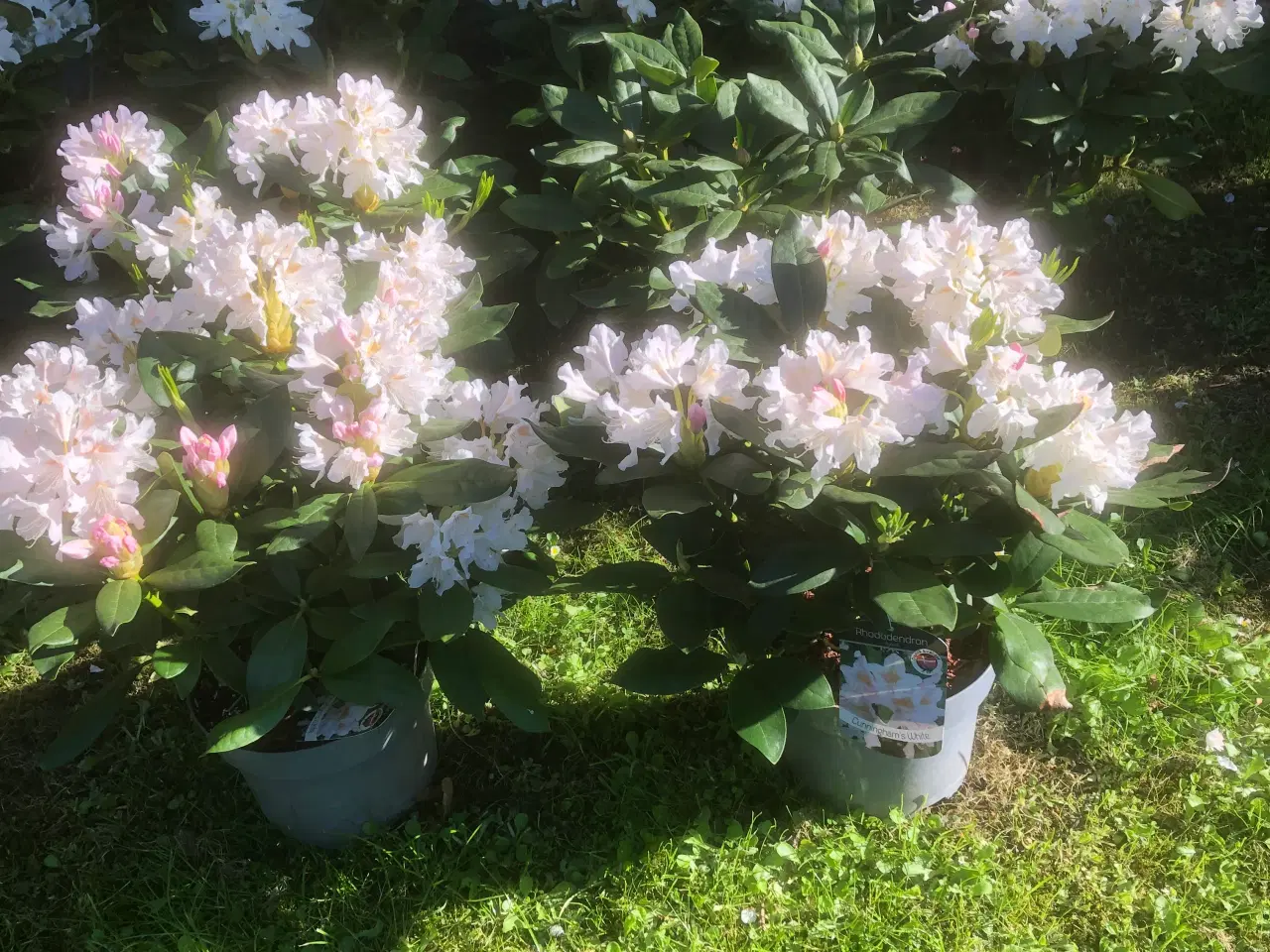 Billede 2 - Rhododendron. R. Cunninghams White