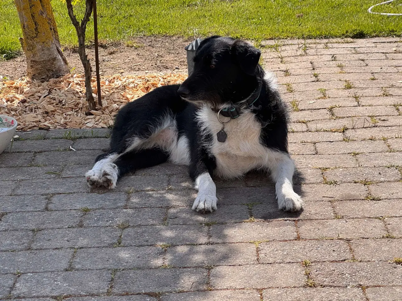 Billede 5 - Dejlige Bella søger nyt hjem med hundeven 🩷