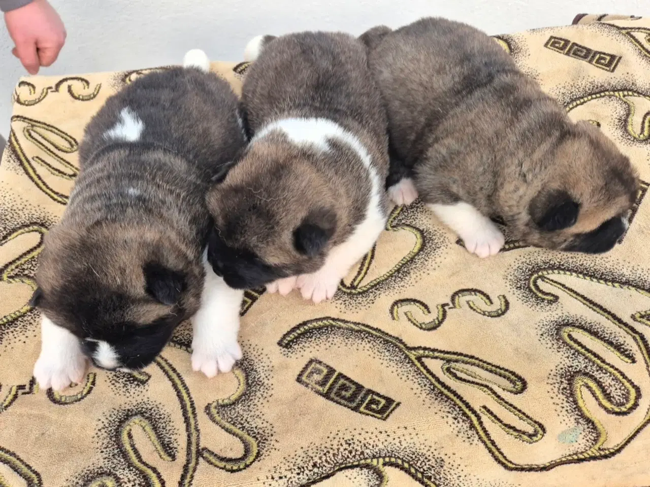 Billede 5 - Hundehvalpe American Akita 