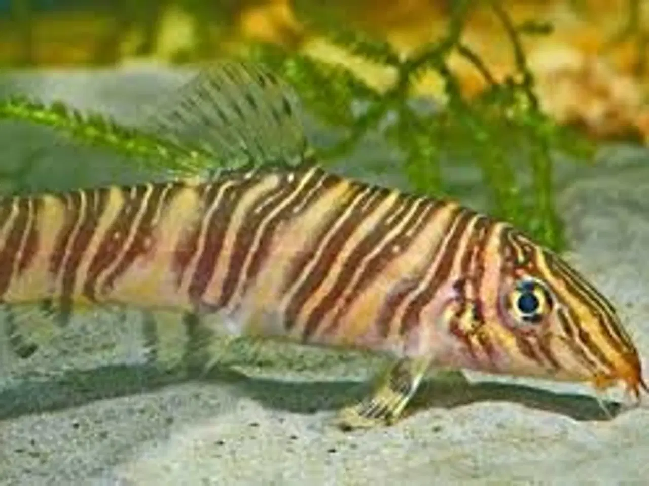 Billede 1 - NET SMERLING ((STORE)) (6-6,5 CM) FÅ MÆNGDE RABAT