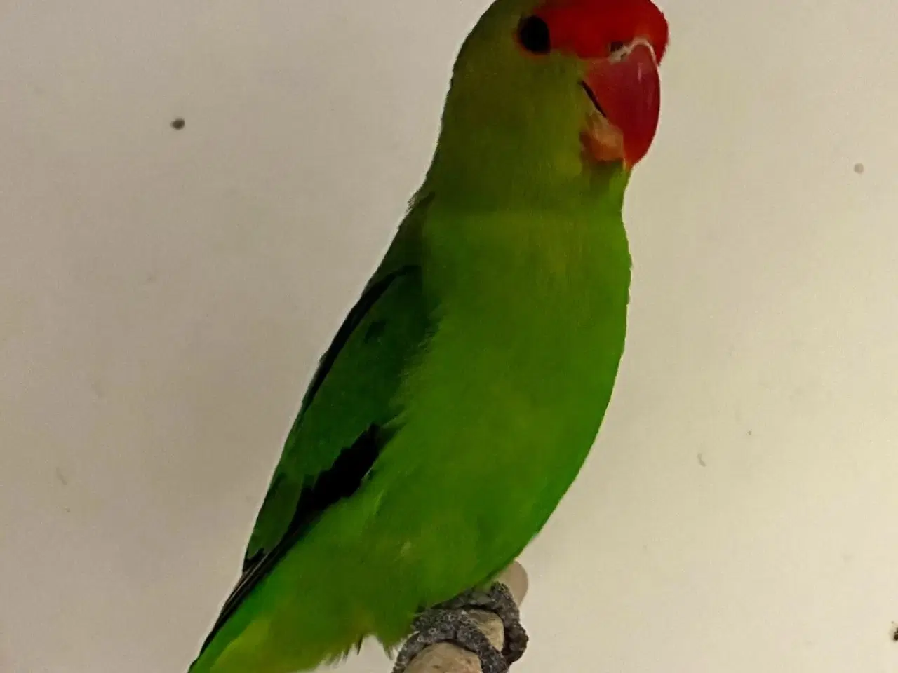 Billede 1 - Taranta Dværgpapegøje