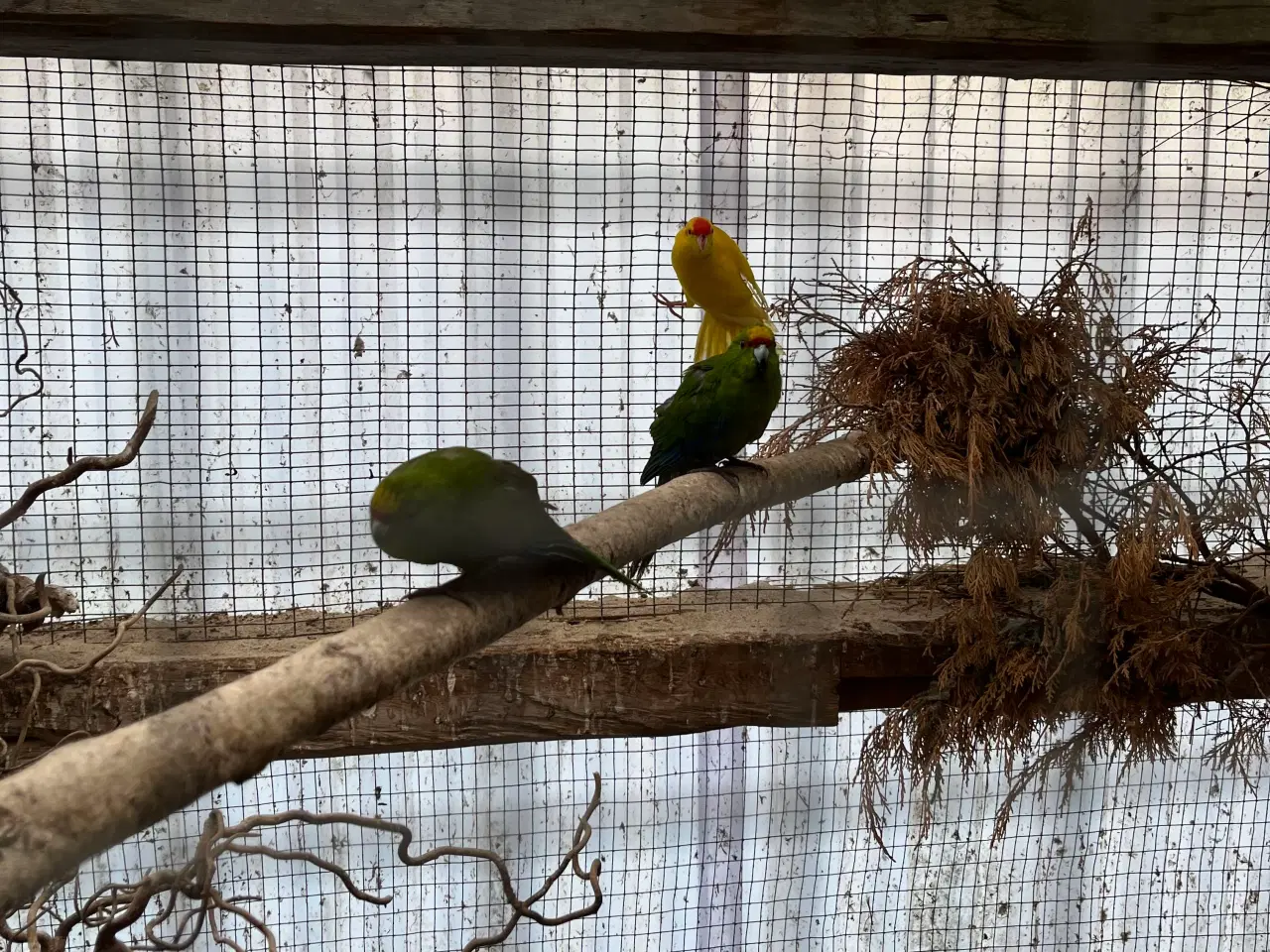 Billede 1 - Et par grønne springere