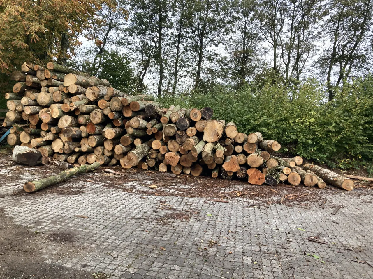Billede 1 - Brænde af bøgetræ