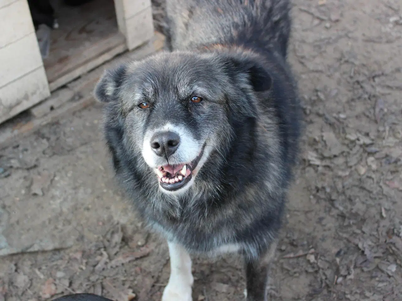 Billede 5 - Vidunderlige Viva søger sin helt egen familie 💝🫶