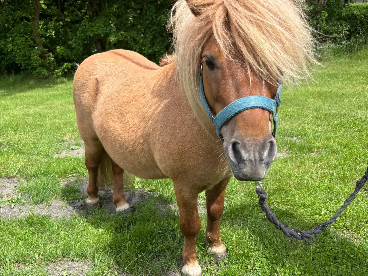 Billede 1 - Shetlands pony sælges