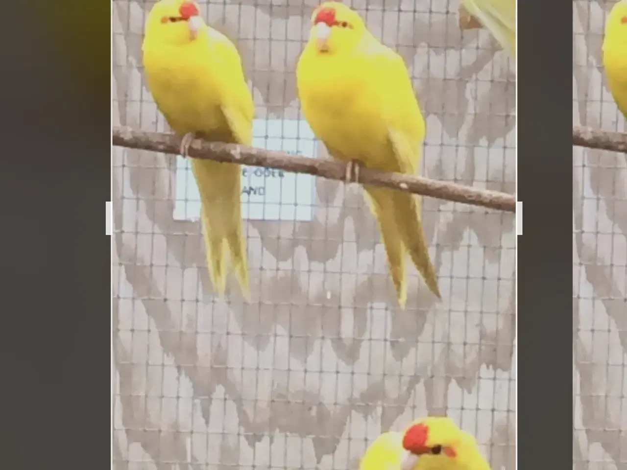 Billede 1 - Købes gule gedeparakitter