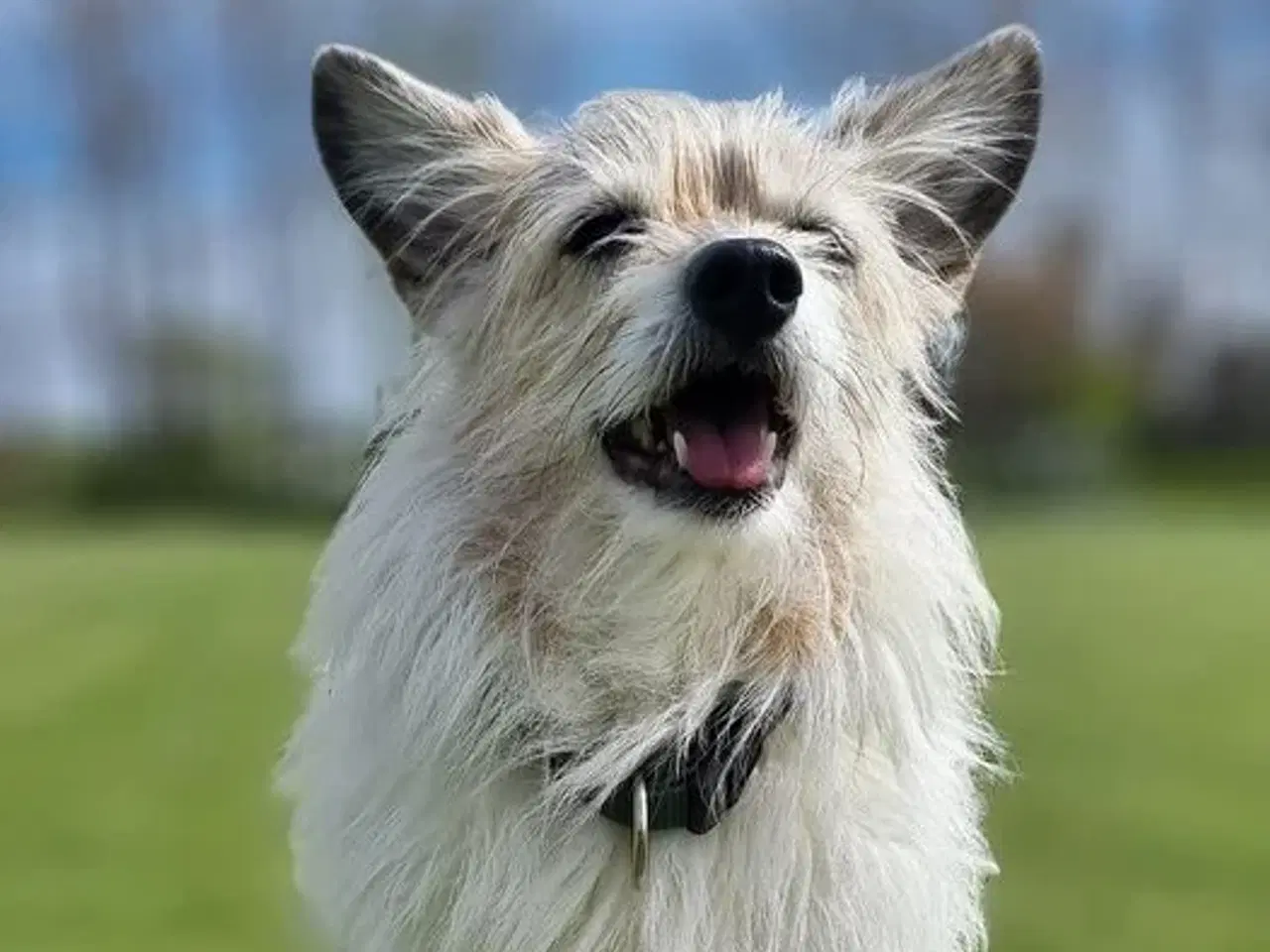 Billede 2 - Hund søges/købes