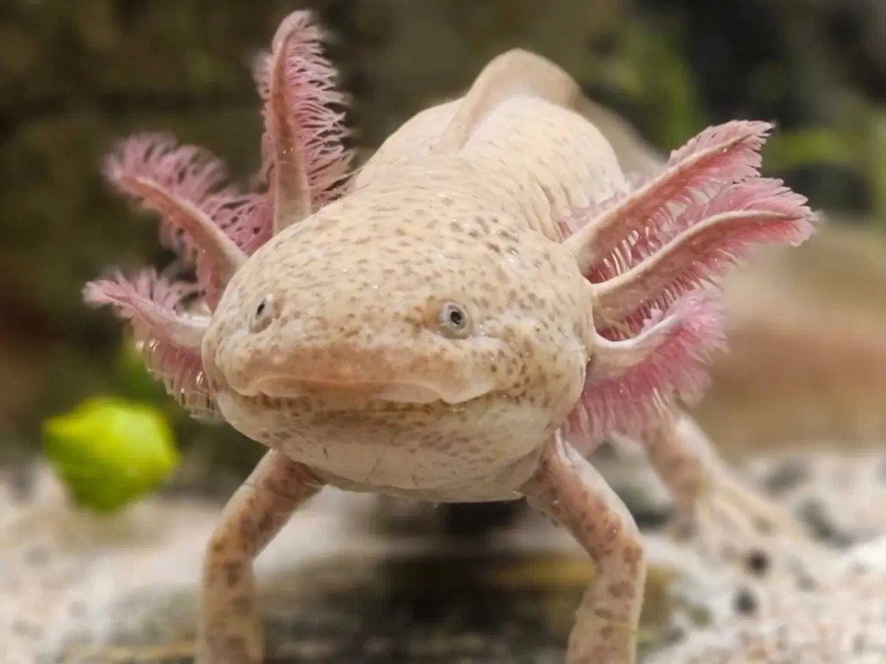 Billede 8 - Axolotl Avlsstamme 