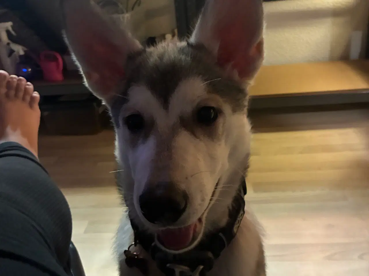 Billede 2 - Stor hvalp 