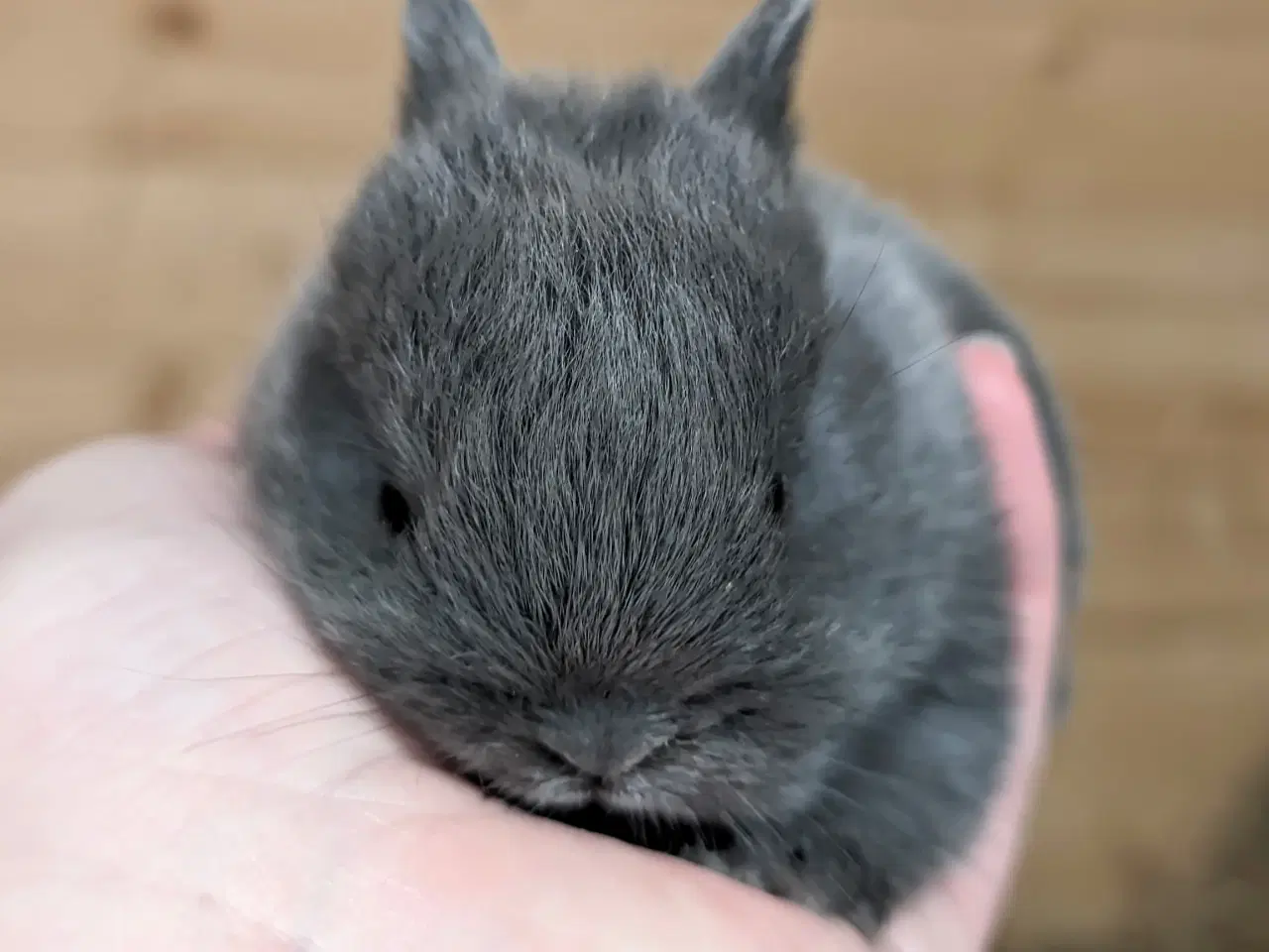 Billede 4 - Hermelin kaninunge sælges