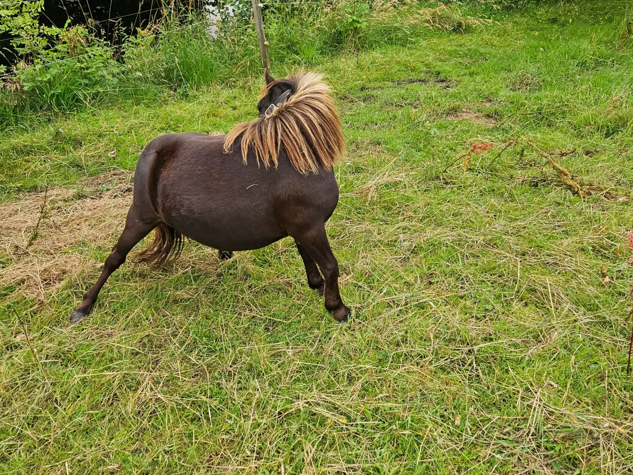 Billede 4 - Shetlænder hoppe 1 år