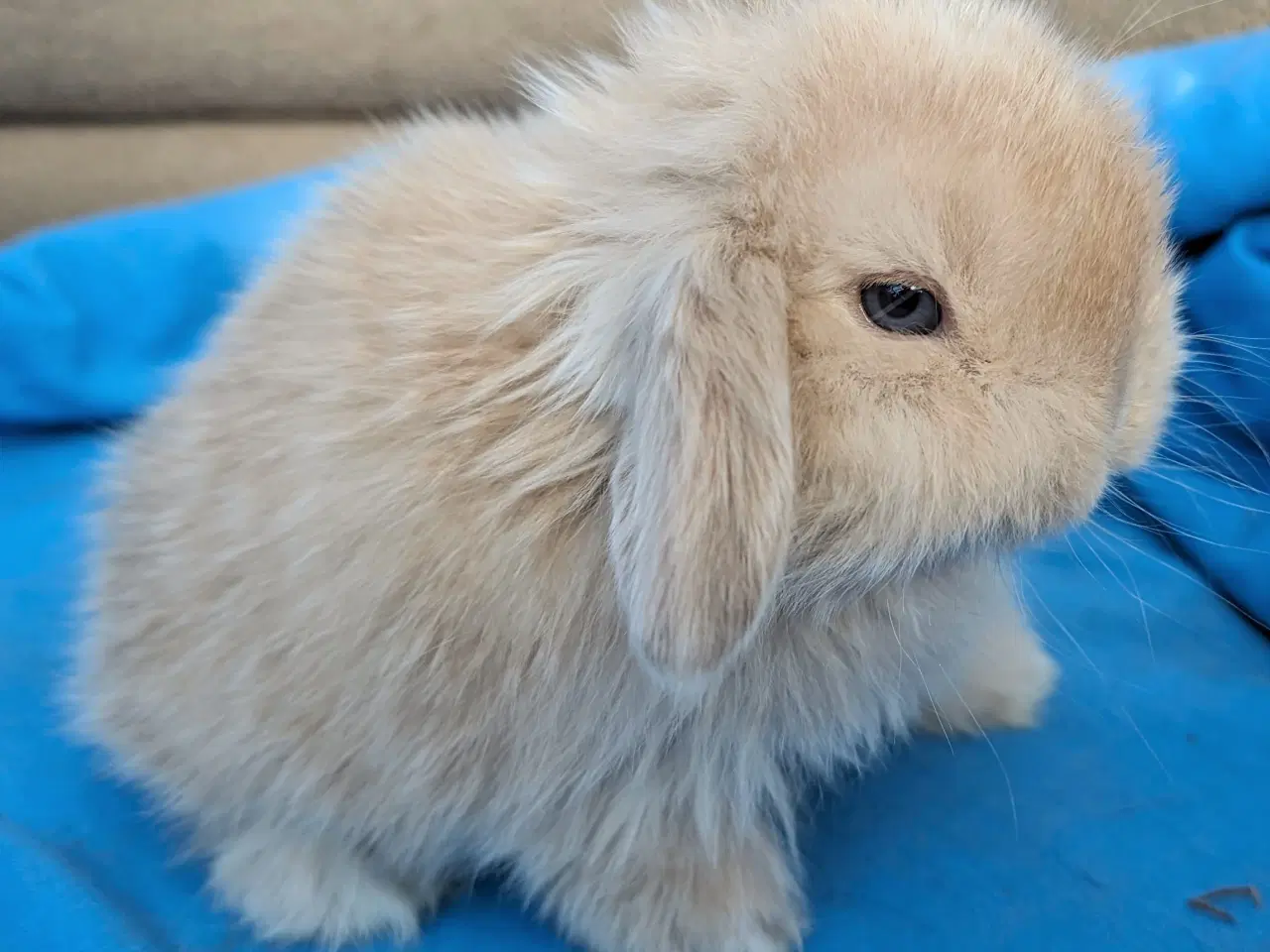 Billede 2 - Minilop kaninunge sælges 
