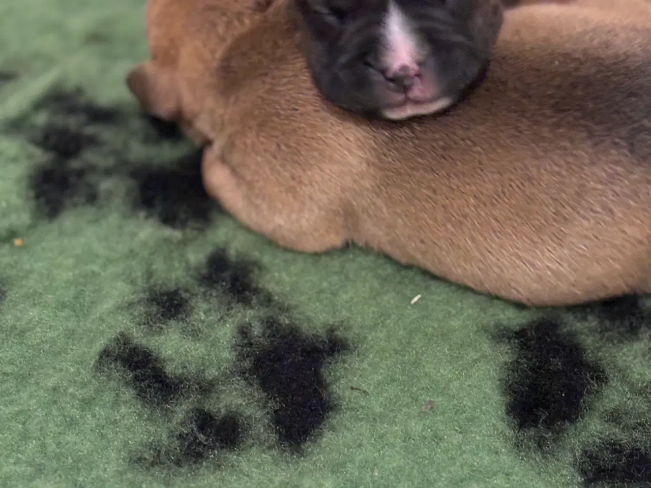 Billede 3 - American bully