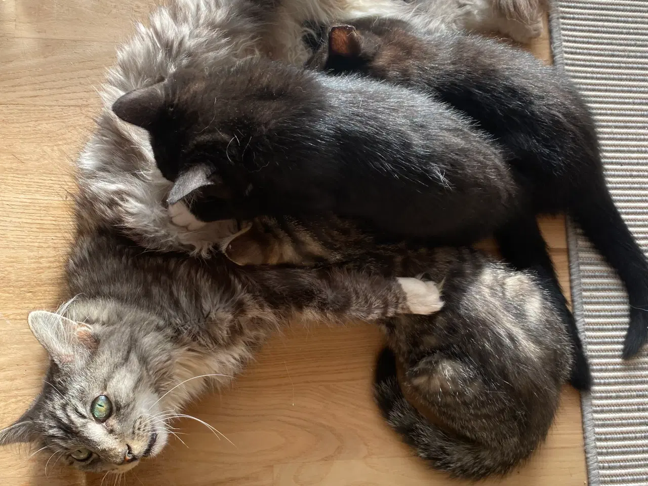 Billede 4 - Skønne killinger 1/2 norsk skovkat