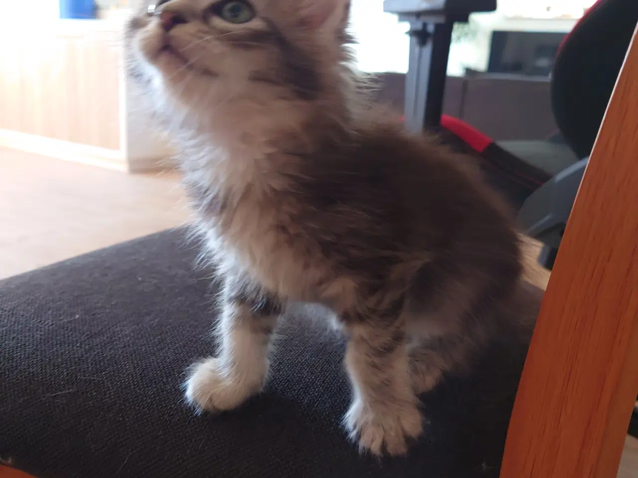 Billede 5 - Maine coon killinger, far ægte med tavle